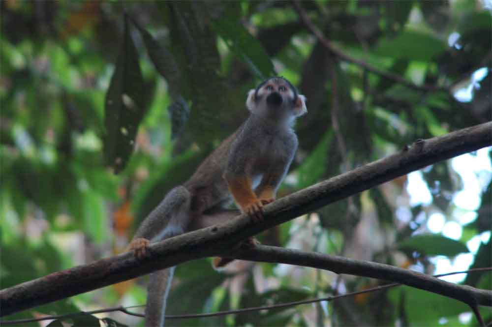 Mono Ardilla - Puerto Maldonado - Perú 2.jpg
